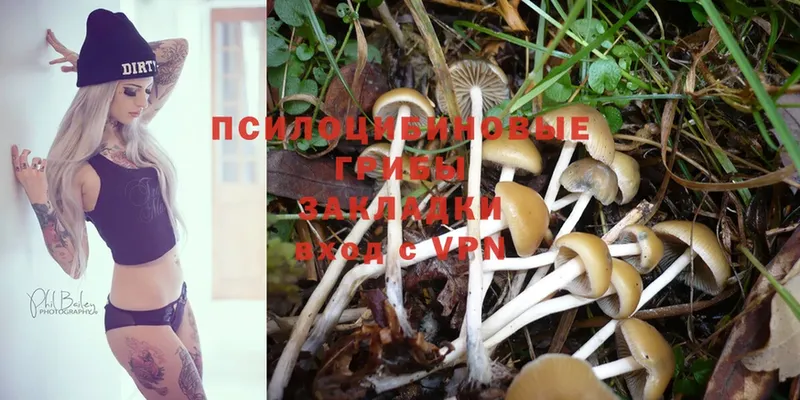 Псилоцибиновые грибы Psilocybe  закладки  Ульяновск 